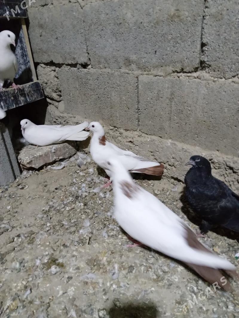 KEPDERI - Gökdepe - img 6