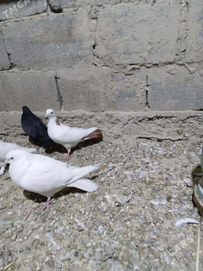 KEPDERI - Gökdepe - img 4