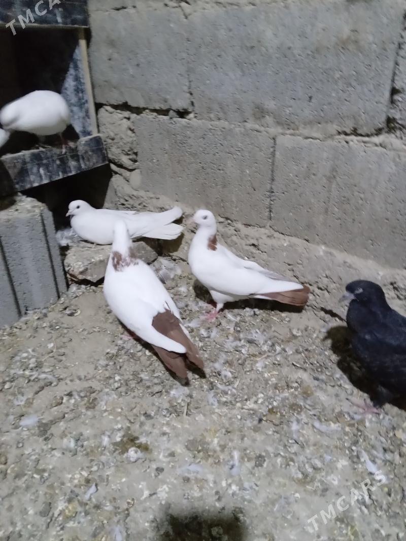 KEPDERI - Gökdepe - img 2