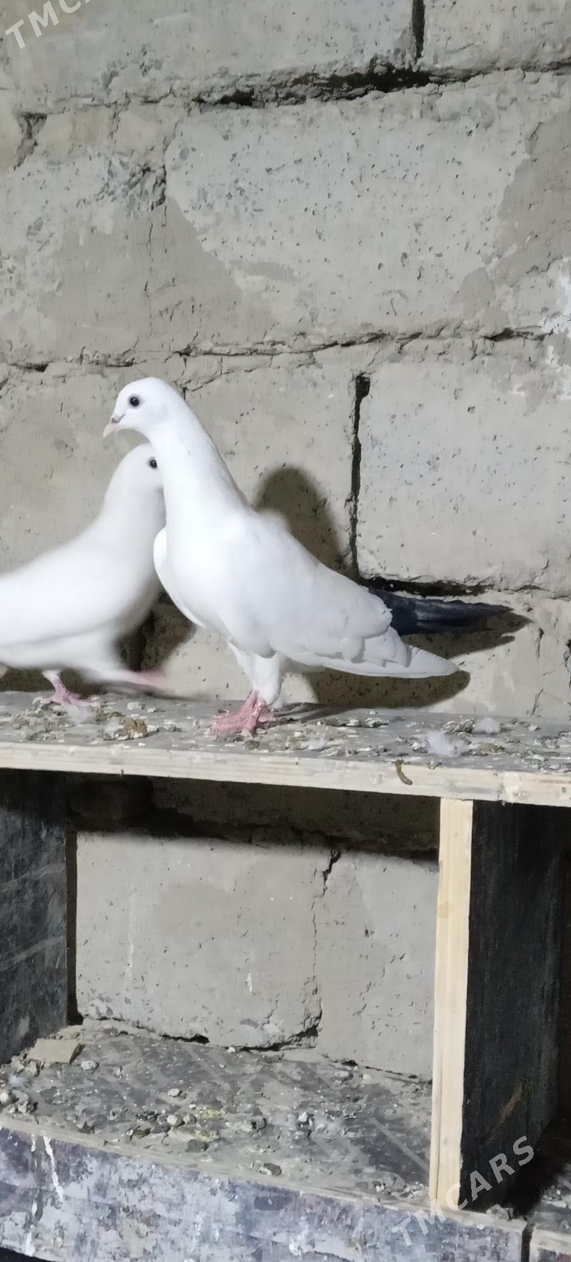 KEPDERI - Gökdepe - img 5