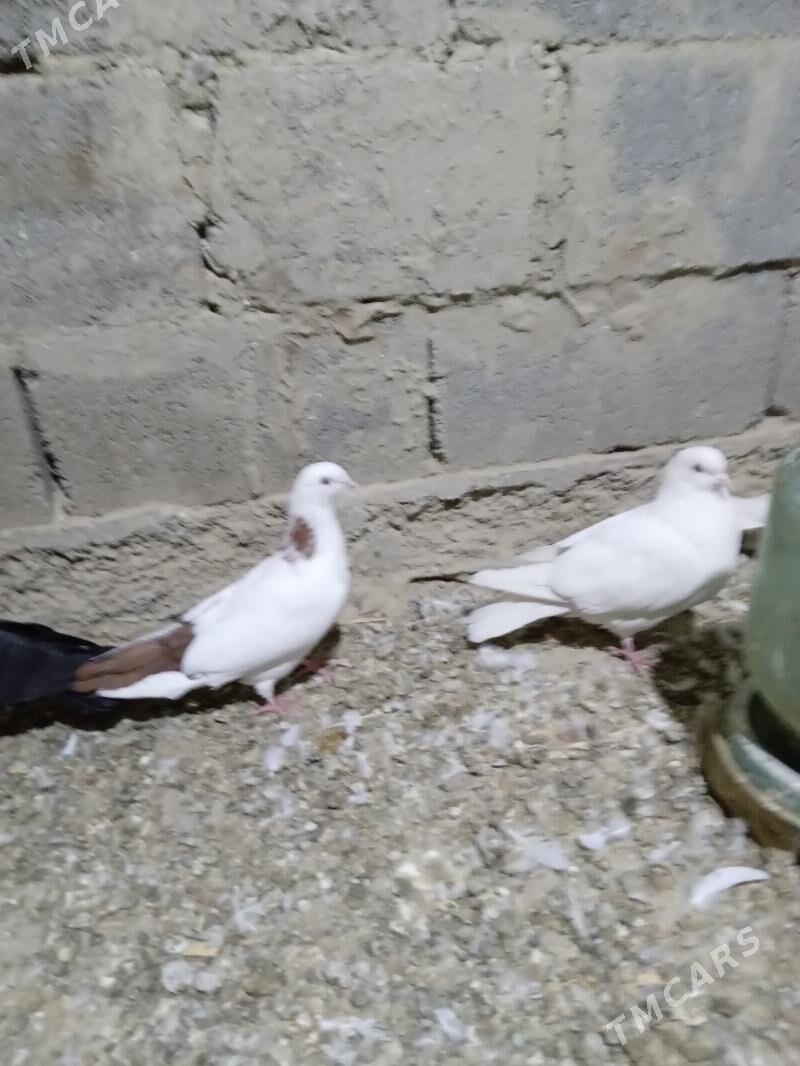 KEPDERI - Gökdepe - img 3