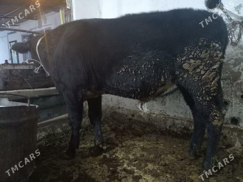 Öküz - Büzmeýin - img 3