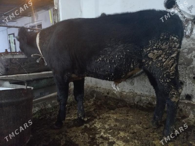 Öküz - Büzmeýin - img 4