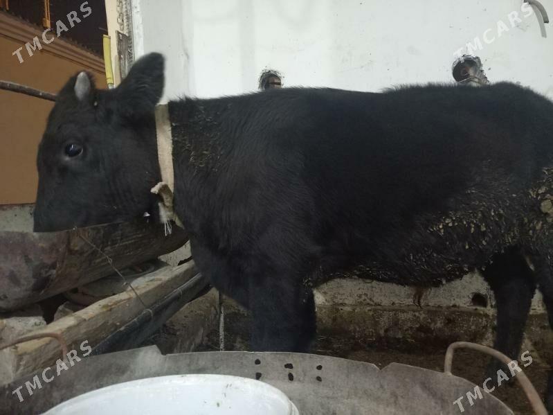 Öküz - Büzmeýin - img 2