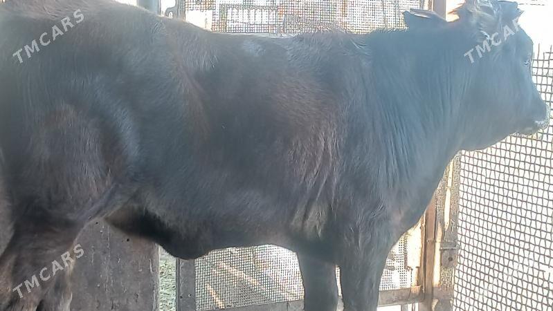 ğacar - Gumdag - img 4