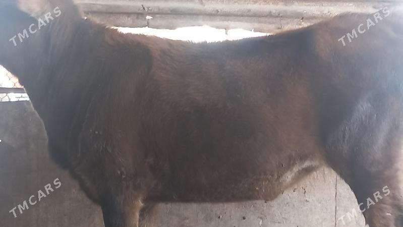 ğacar - Gumdag - img 2