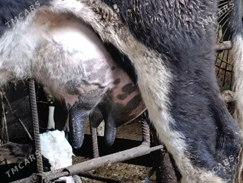 Саглык - Туркменабат - img 8