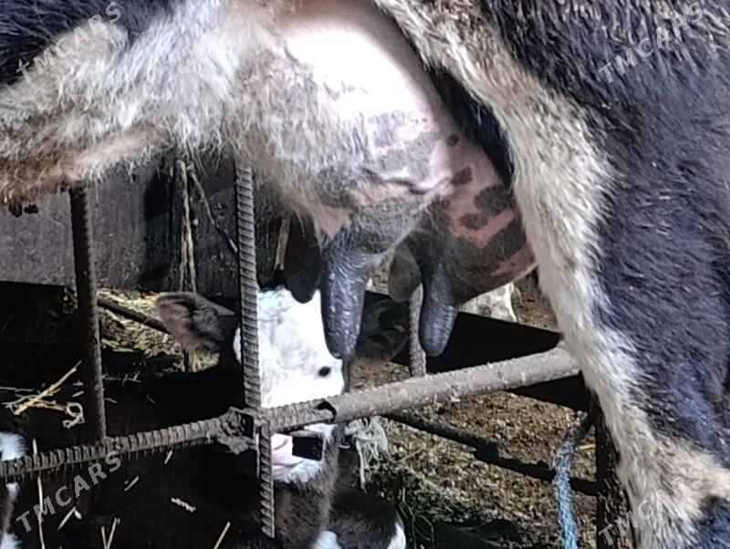 Саглык - Туркменабат - img 1