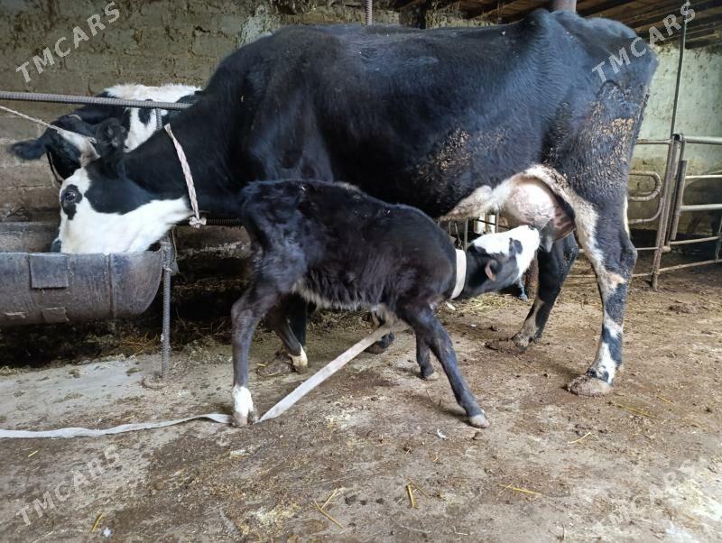 Саглык - Туркменабат - img 4