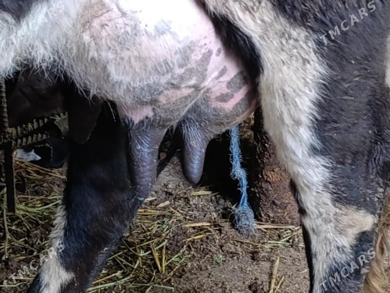 Саглык - Туркменабат - img 2