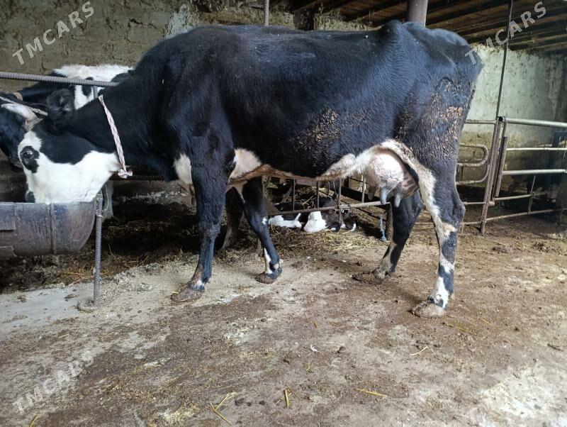 Саглык - Туркменабат - img 7