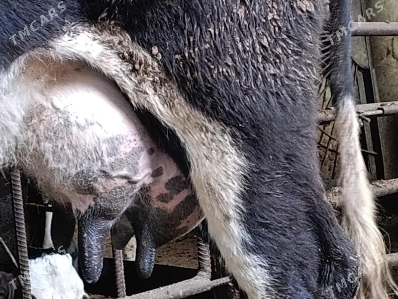 Саглык - Туркменабат - img 5