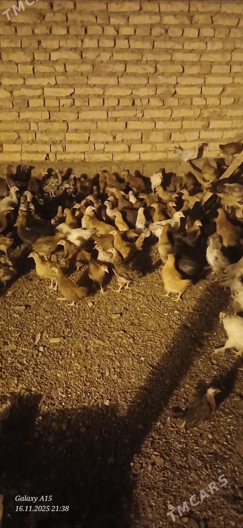 juje - Babadaýhan - img 6