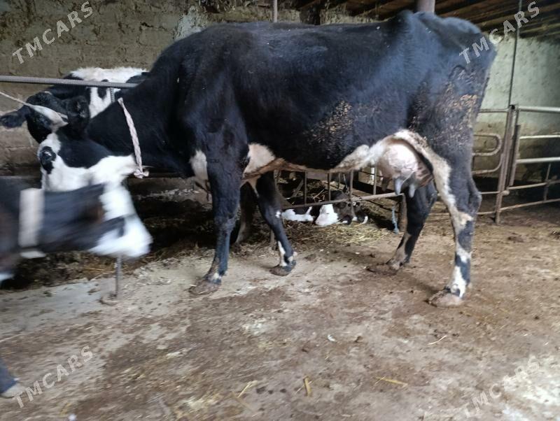 Саглык - Туркменабат - img 6