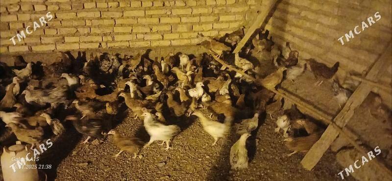 juje - Babadaýhan - img 2