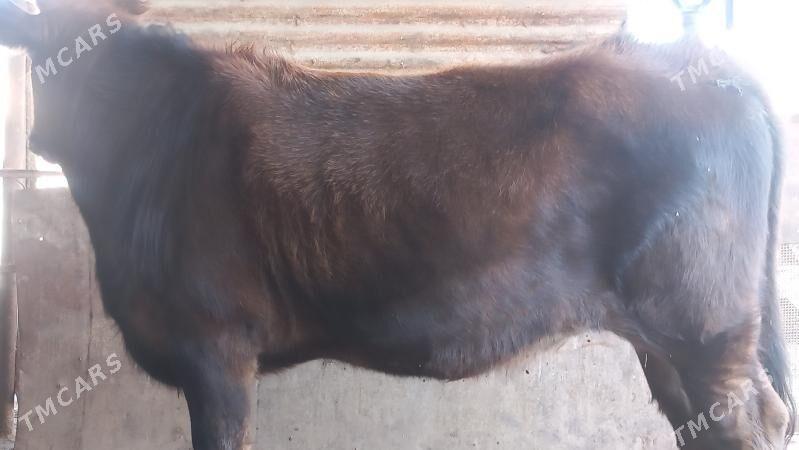 ğacar - Gumdag - img 3