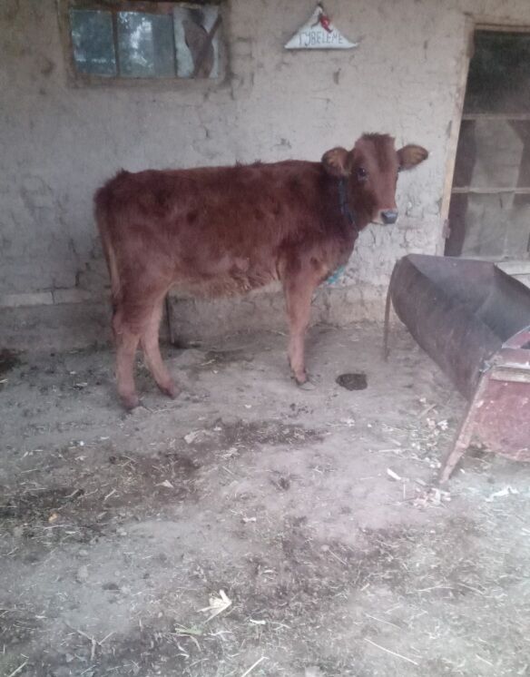 Bogaz sygyr we gulajyn - Байрамали - img 8