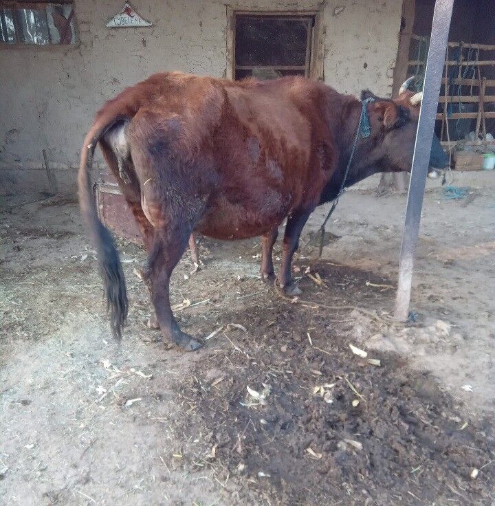 Bogaz sygyr we gulajyn - Байрамали - img 6