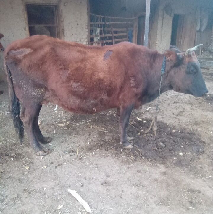 Bogaz sygyr we gulajyn - Байрамали - img 2