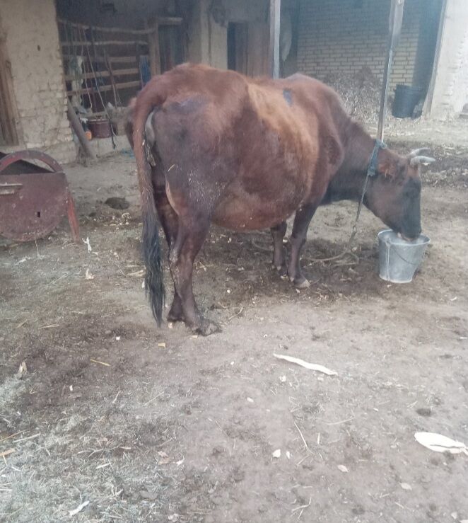 Bogaz sygyr we gulajyn - Байрамали - img 5