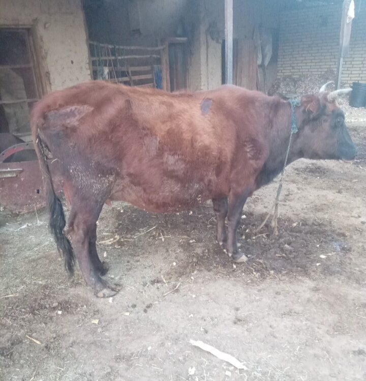 Bogaz sygyr we gulajyn - Байрамали - img 3