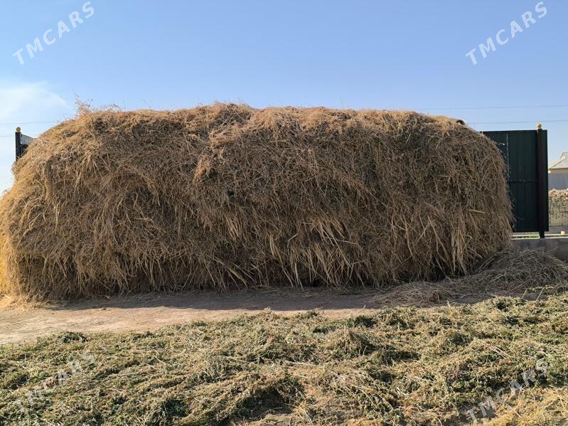 йорунжа беде - Mary - img 4