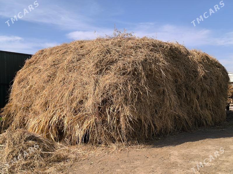 йорунжа беде - Mary - img 3