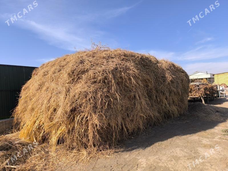 йорунжа беде - Mary - img 2