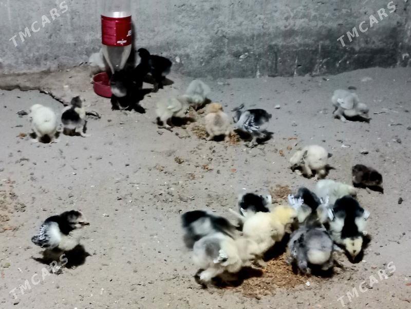 Brama juyje - Balkanabat - img 2