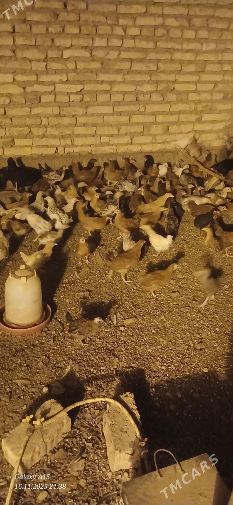 juje - Babadaýhan - img 4