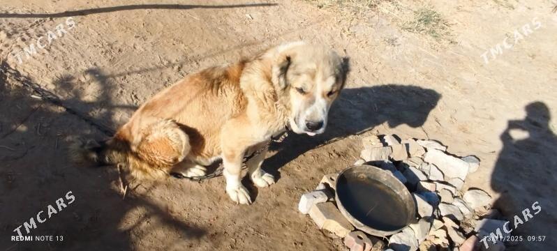 Türkmen arassa iti - Mary - img 1