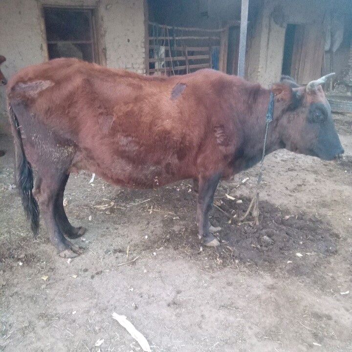 Bogaz sygyr we gulajyn - Байрамали - img 1