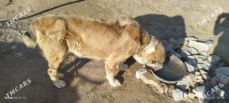 Türkmen arassa iti - Mary - img 2