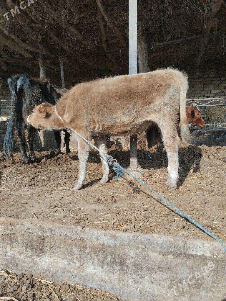 унажын - Чарджоу - img 3