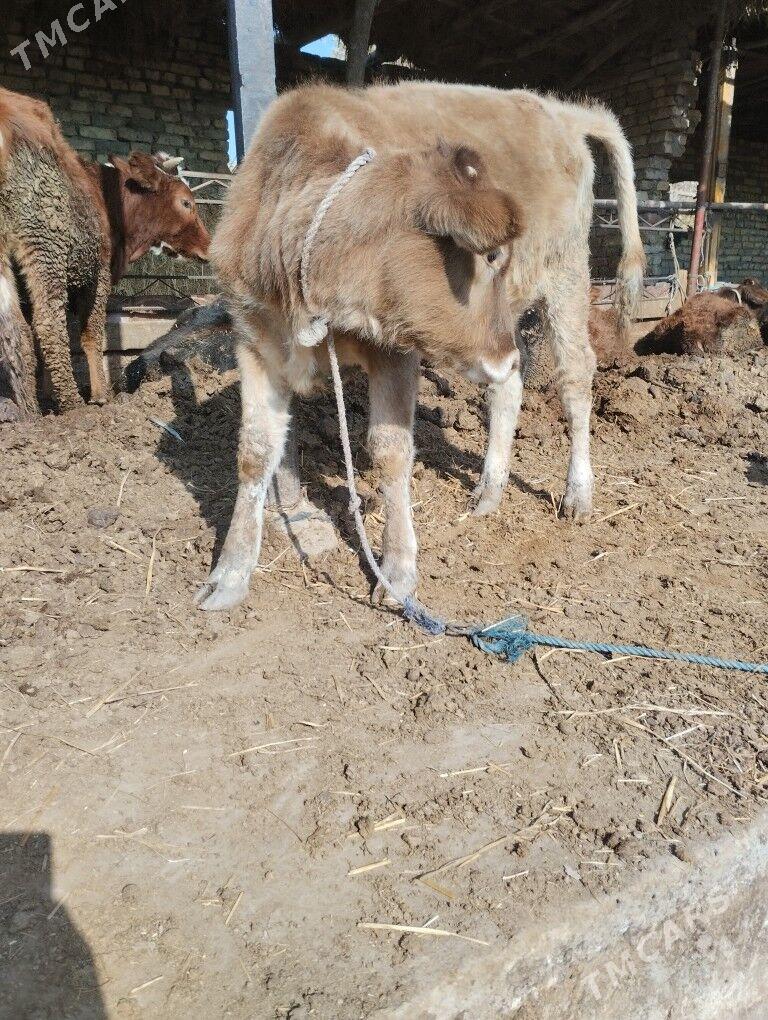 унажын - Чарджоу - img 2