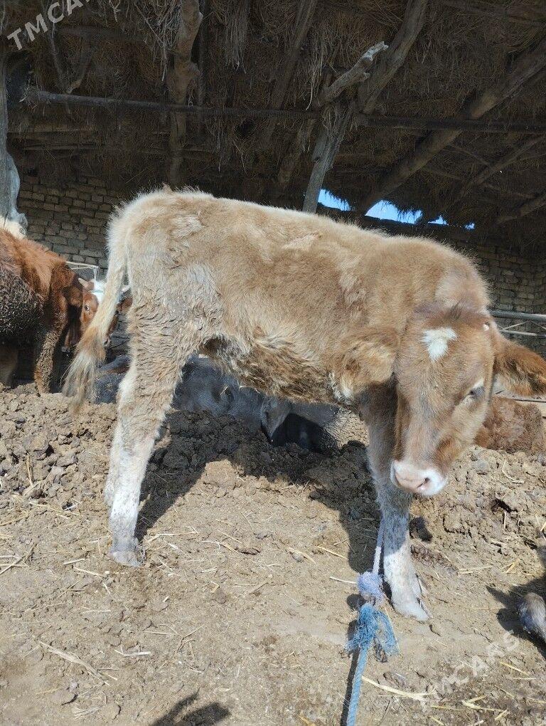 унажын - Чарджоу - img 7