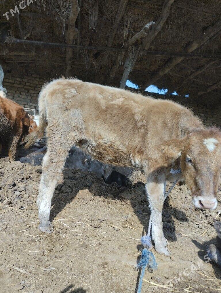 унажын - Чарджоу - img 4