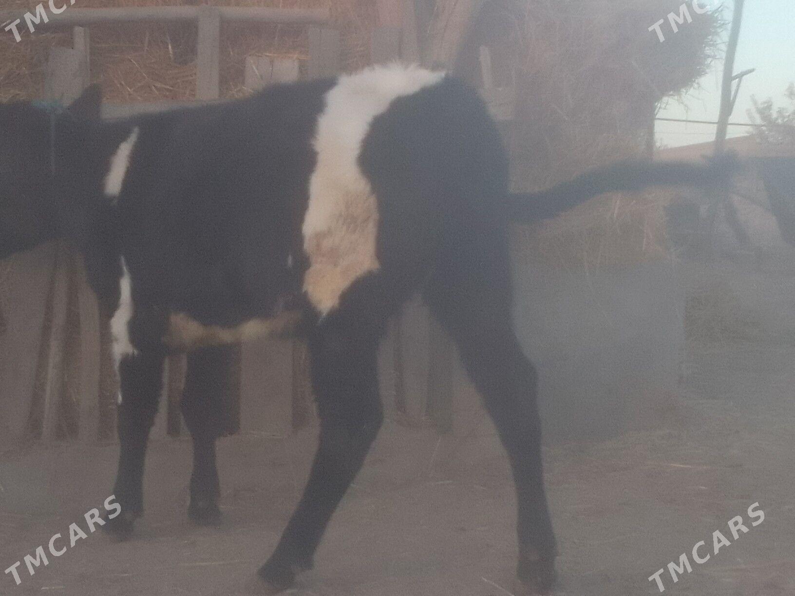 хунажын - Чарджоу - img 3