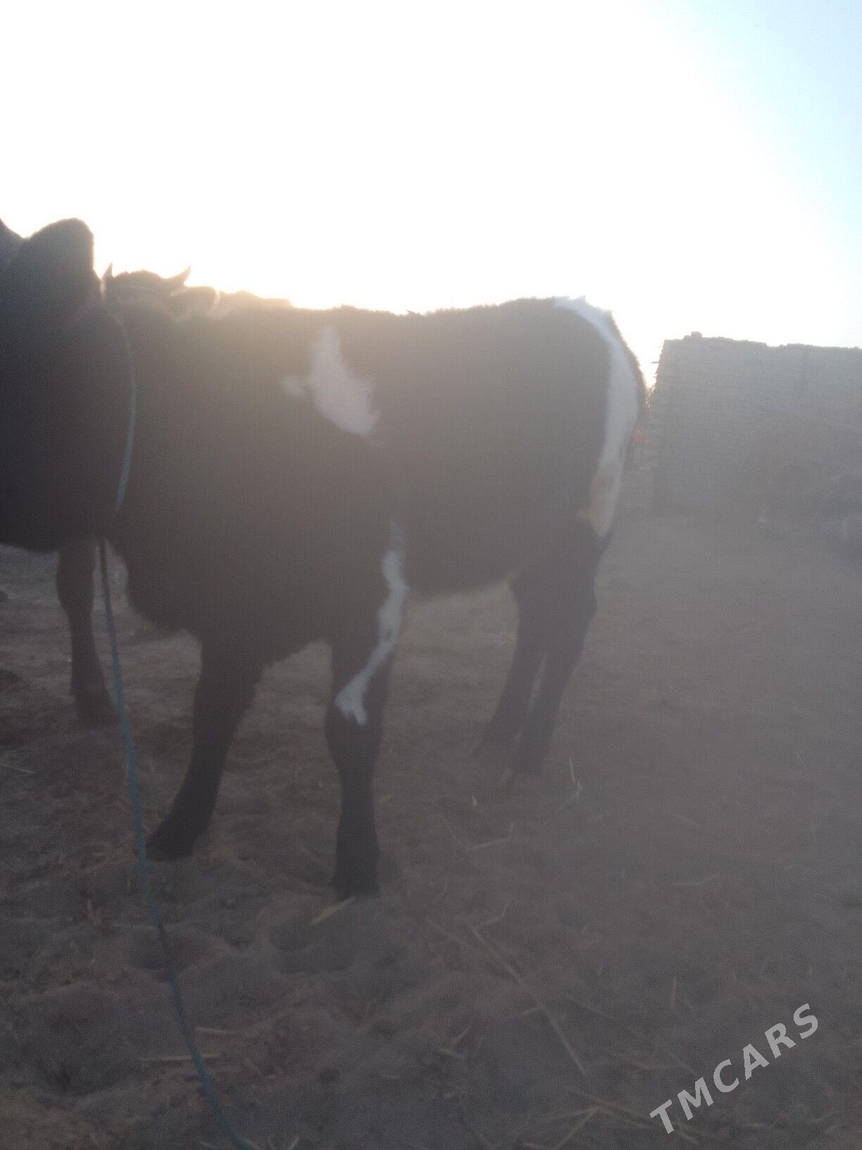 хунажын - Чарджоу - img 1