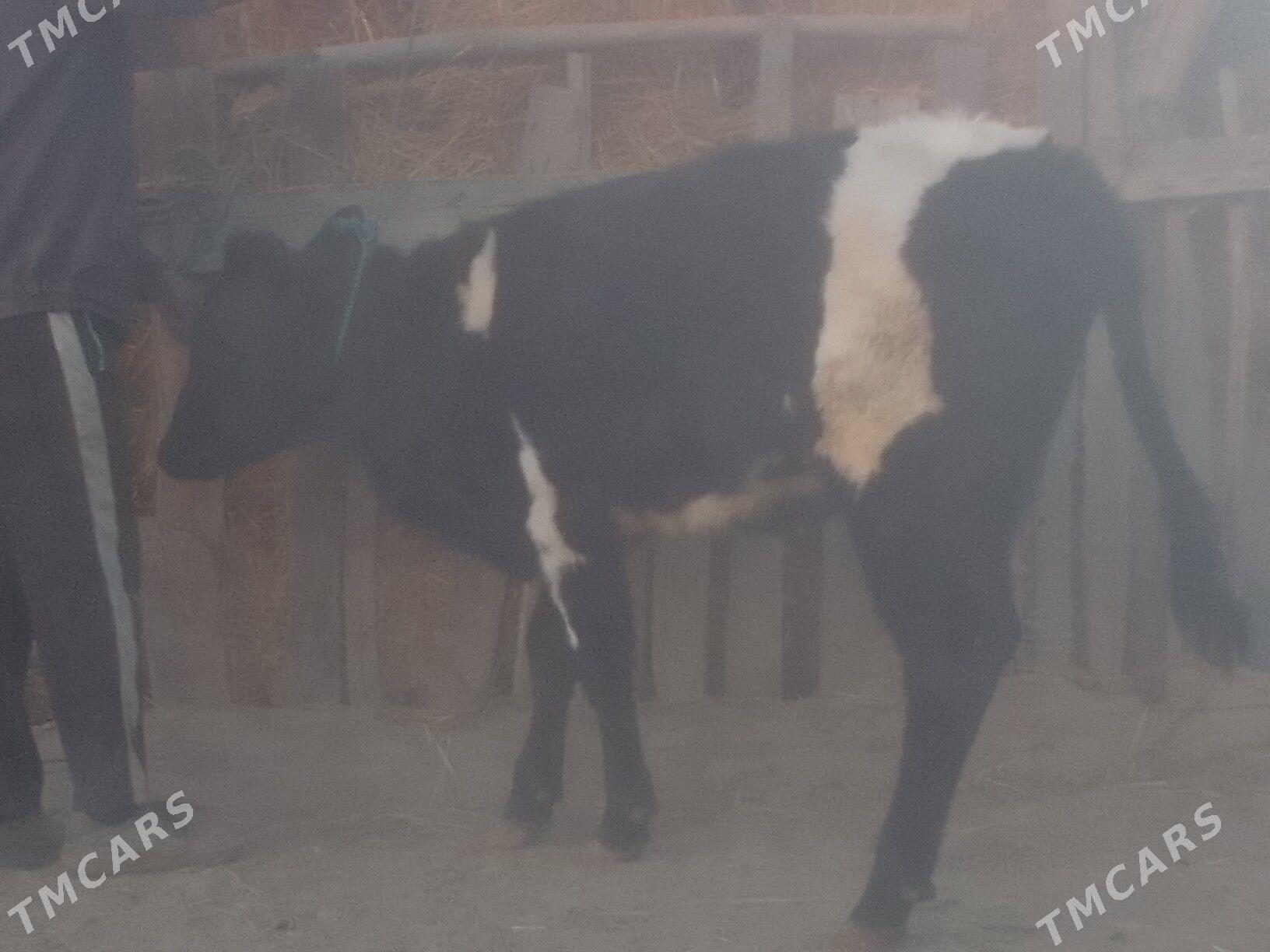 хунажын - Чарджоу - img 4