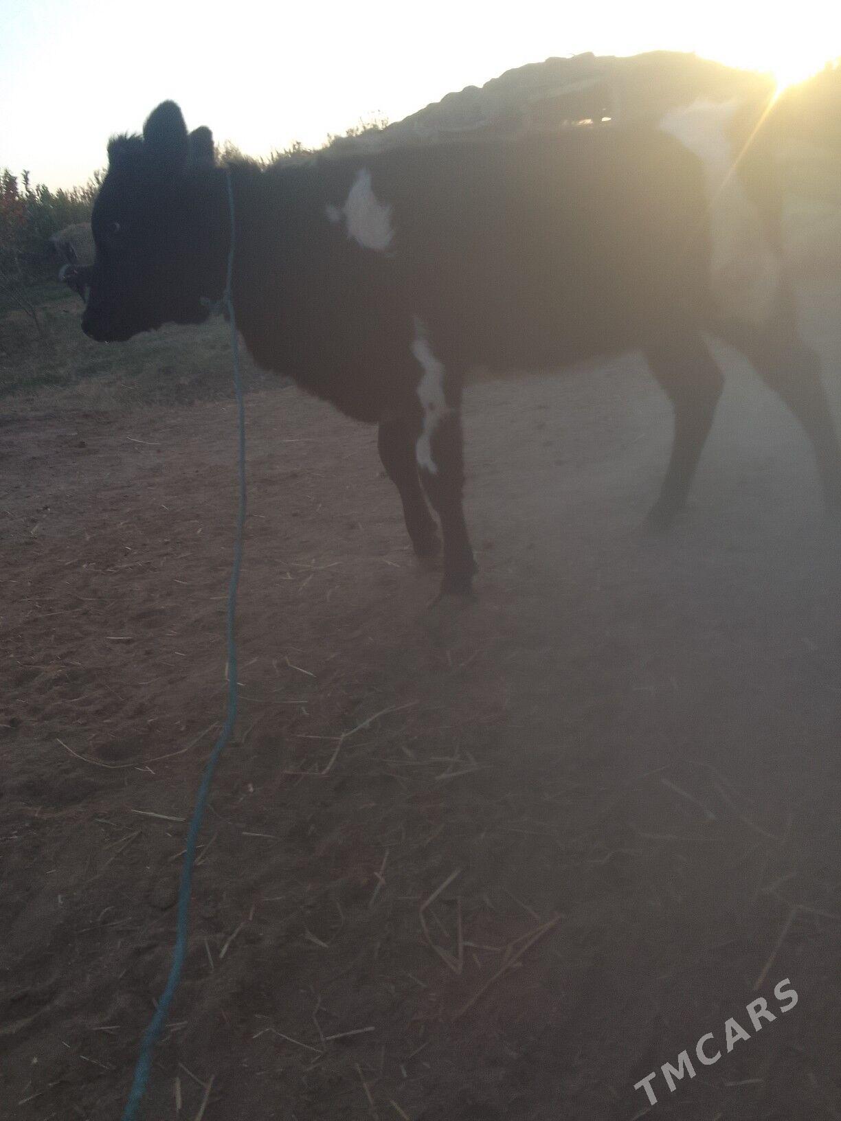 хунажын - Чарджоу - img 2