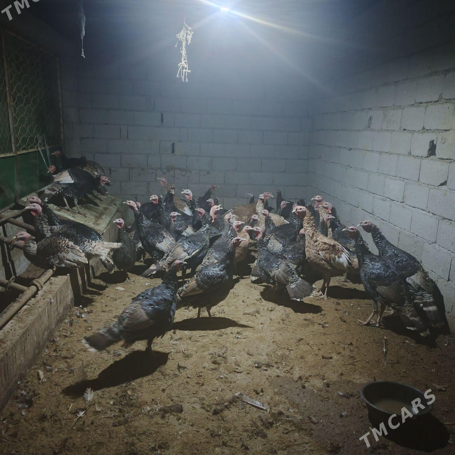 induk gowy zad  bakylan - Бахарден - img 2