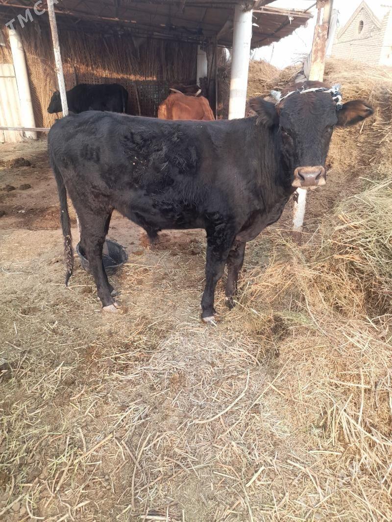 Meydan öküz - Мары - img 1