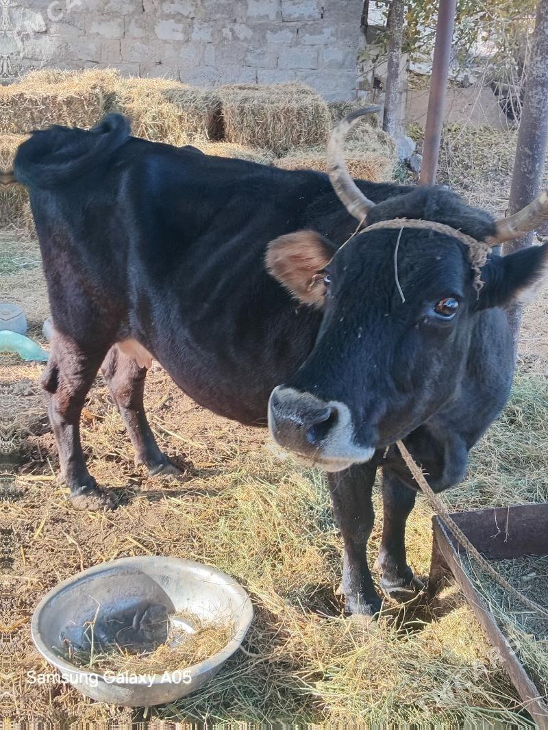 sygyr - Бузмеин - img 1