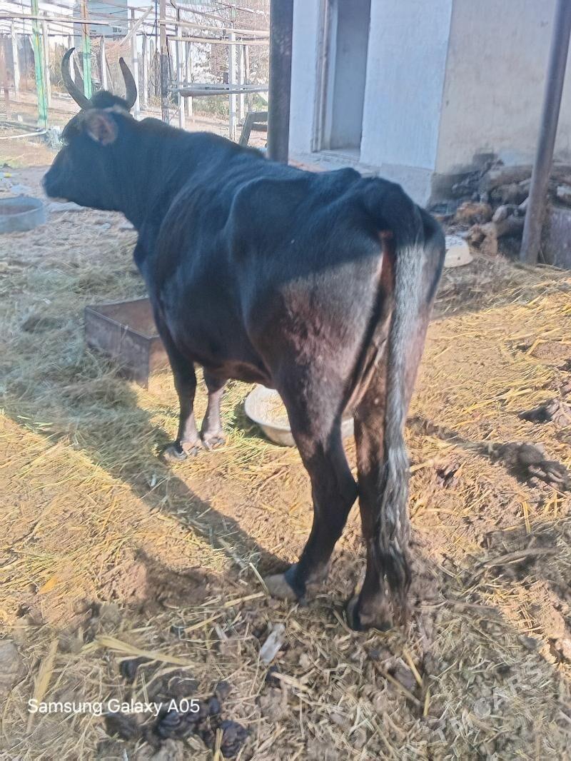 sygyr - Бузмеин - img 3