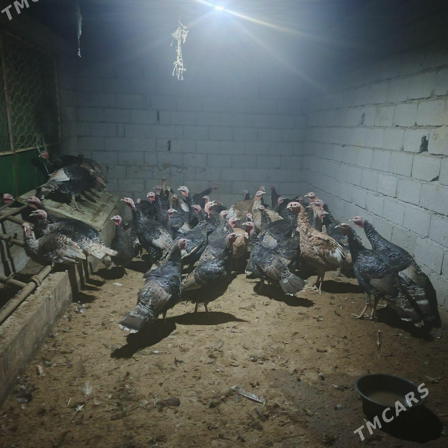 induk gowy zad bakylan - Бахарден - img 1