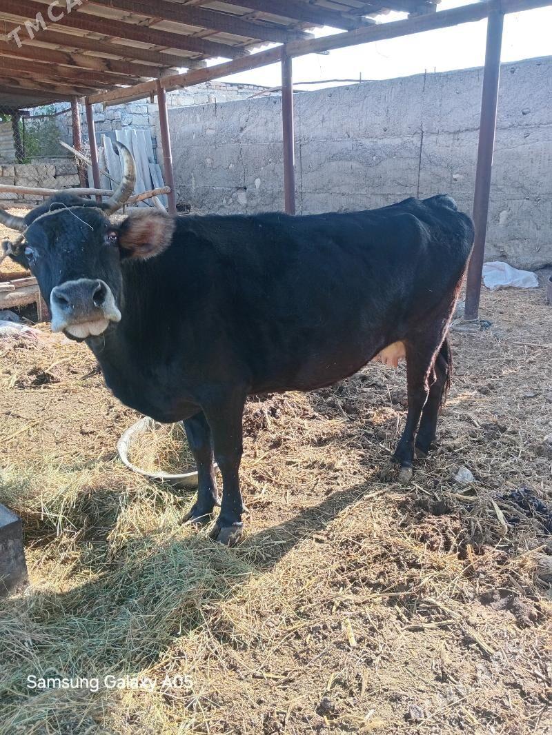 sygyr - Бузмеин - img 4