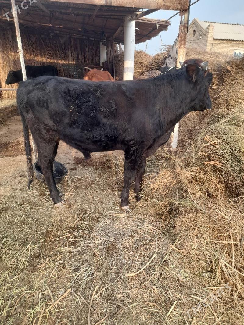 Meydan öküz - Мары - img 2