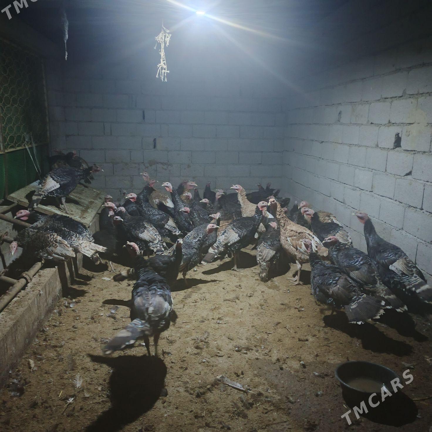 induk gowy zad  bakylan - Бахарден - img 3