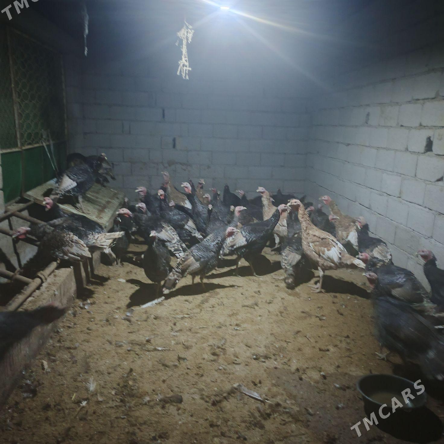 induk gowy zad  bakylan - Бахарден - img 4